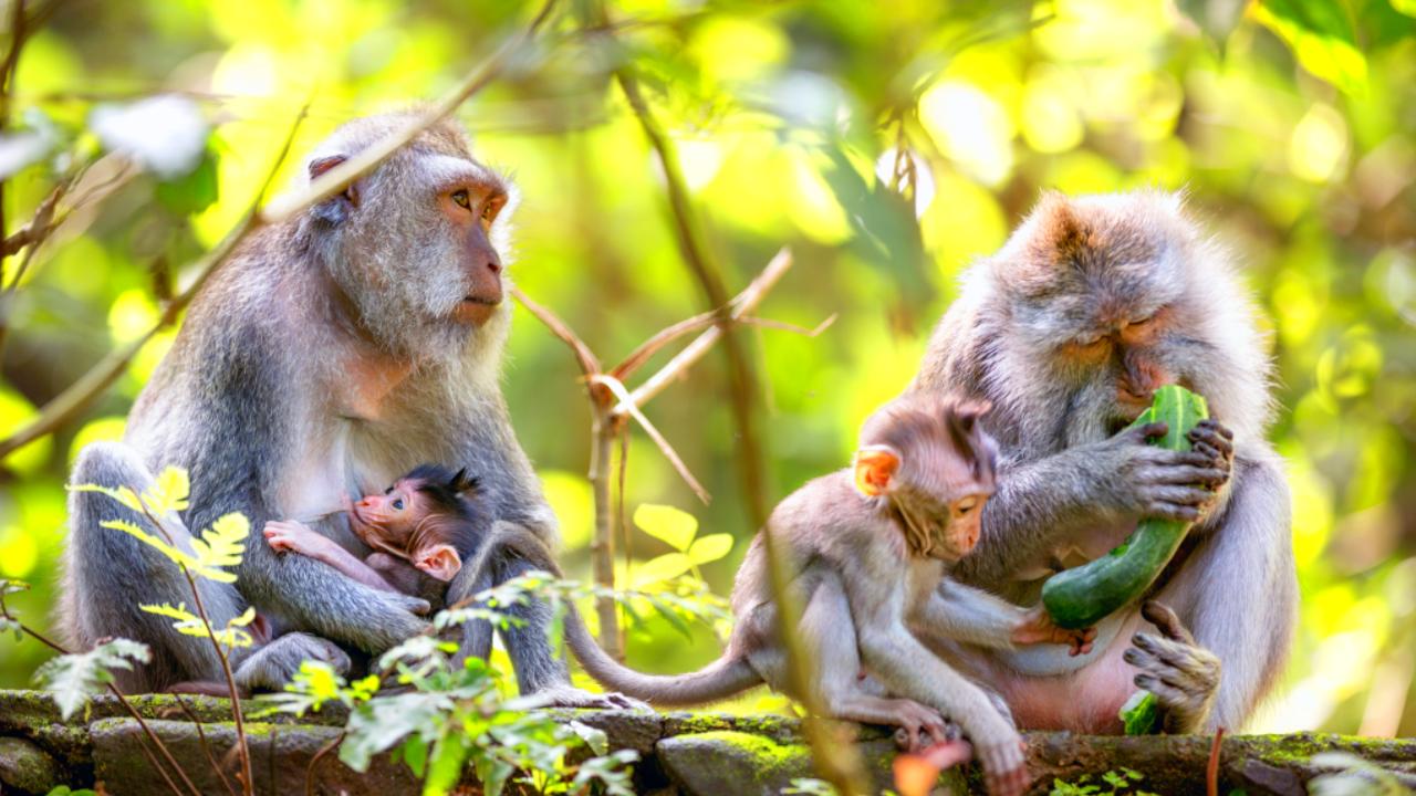 Helfen durch Unterschrift > Waldzerstörung stoppen!