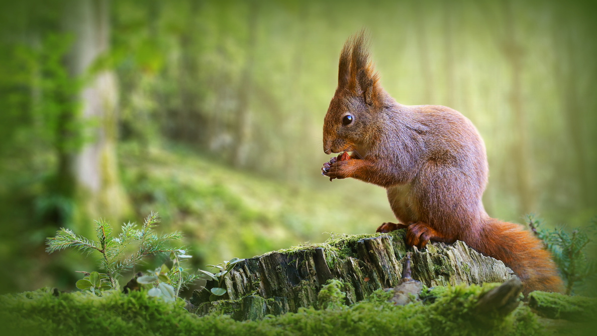 Deutschland forstet auf > Klimapatenschaften für Unternehmen