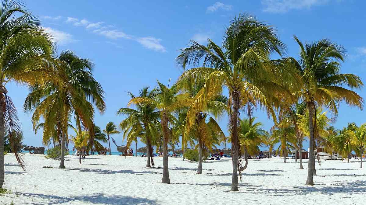Wie eine Müllhalde zum Palmengarten wurde