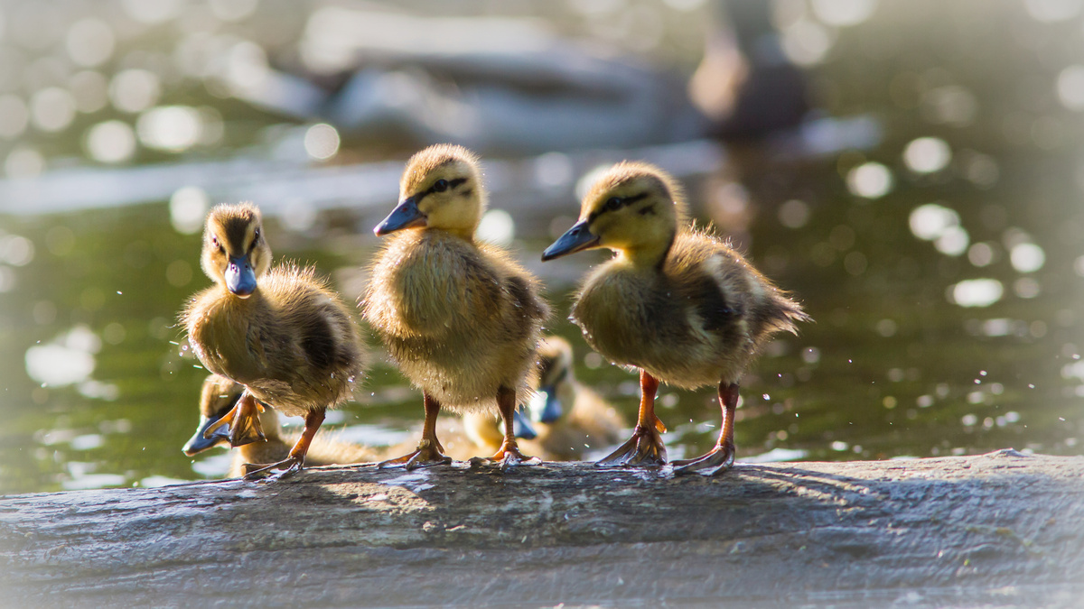 Wasserstellen für Wildtiere schaffen > Bürgerliste Neuwied bittet um Mithilfe